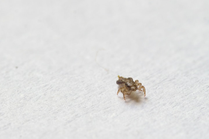 one louse crawling on paper