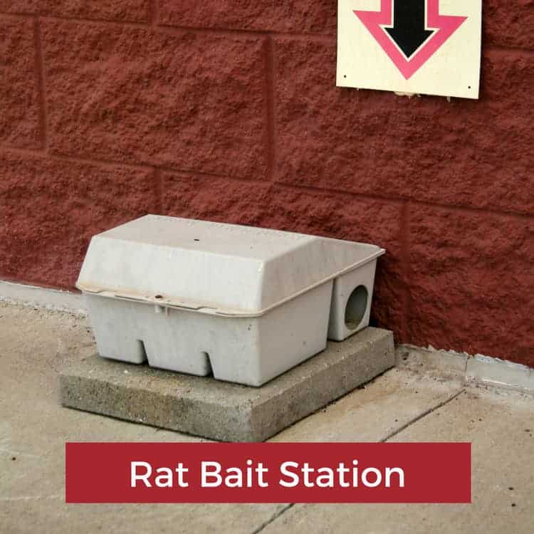rat poison bait station