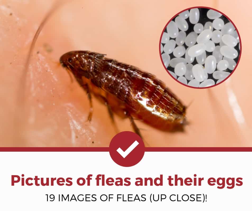 跳蚤和它们的卵的图片