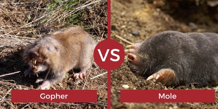 Gopher vs鼹鼠