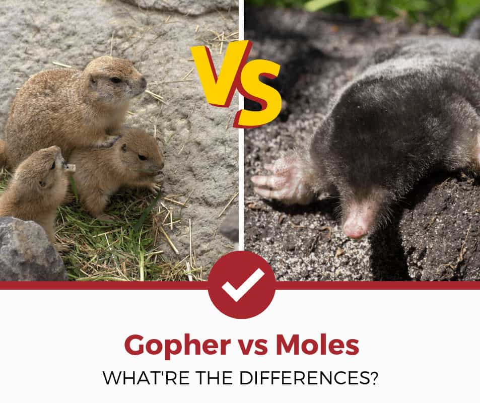 Gophers与鼹鼠差异（1）