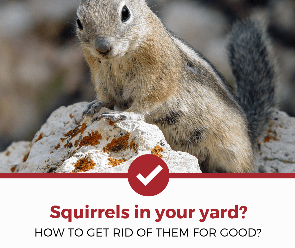 how to get rid of squirrels in yard