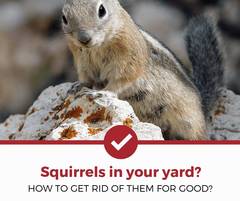 how to get rid of squirrels yard