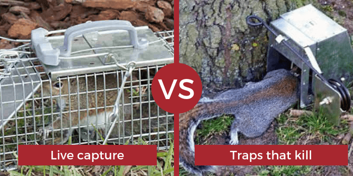live capture vs traps that kill