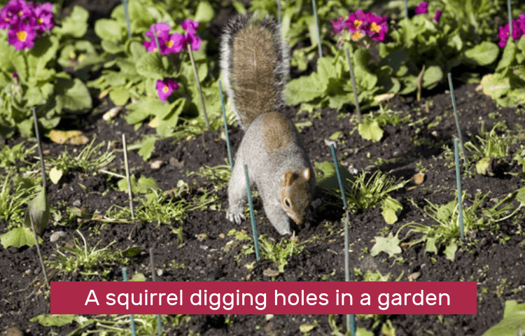 squirrel digging holes in garden
