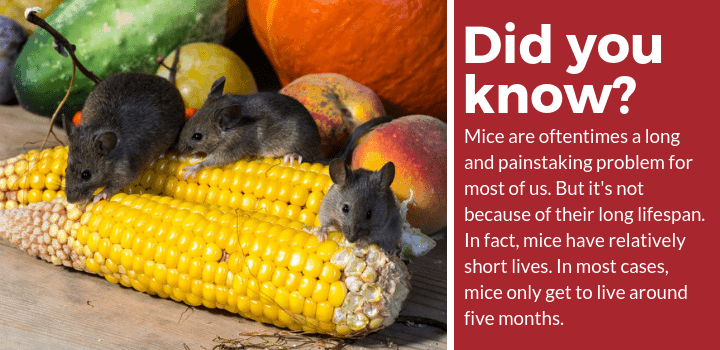 mouse facts2