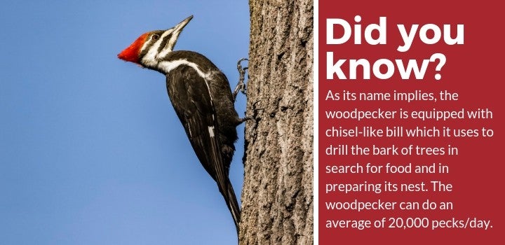 woodpecker bill fact