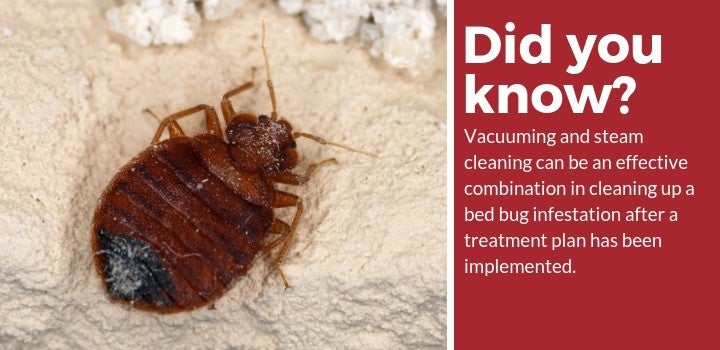 bed bug vacuuming and steam cleaning facts