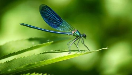 蜻蜓是天然的蚊子捕食者