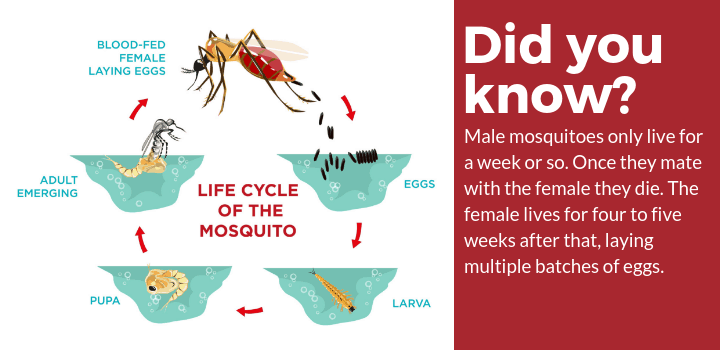 蚊子生命周期事实