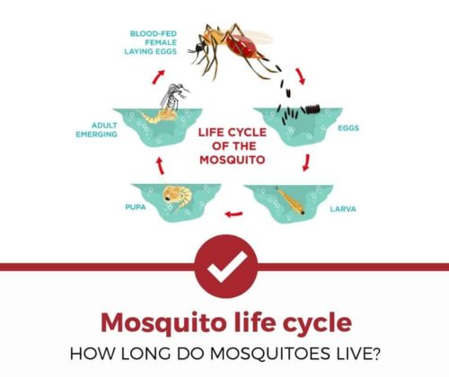 蚊子的生命周期它们能活多久