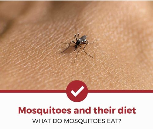 蚊子吃什么食物