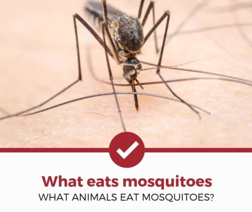 什么吃蚊子?