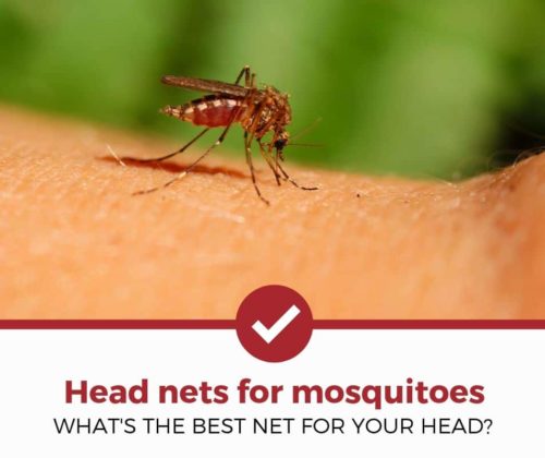 最适合蚊虫审查的头部网