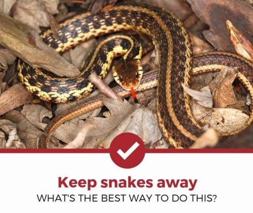 如何保持蛇