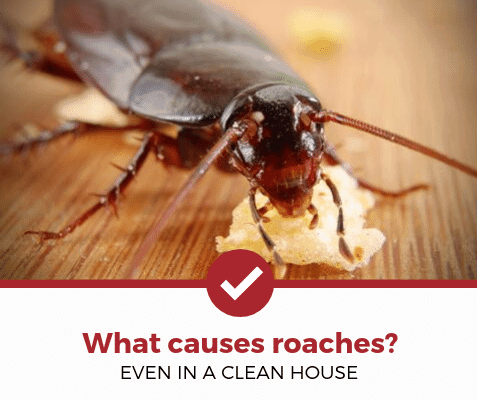 What Causes Roaches