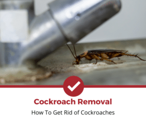 How-to-Get-Rid-of-Cockroaches-Featured-Photo
