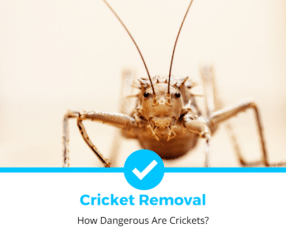 How Dangerous Are Crickets