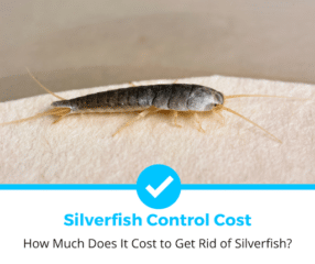 How Much Does It Cost to Get Rid of Silverfish