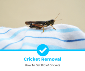 How To Get Rid of Crickets