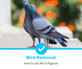 How To Get Rid of Pigeons