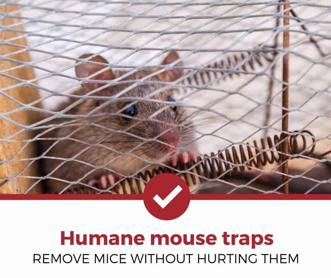 Best Humane Mouse Traps