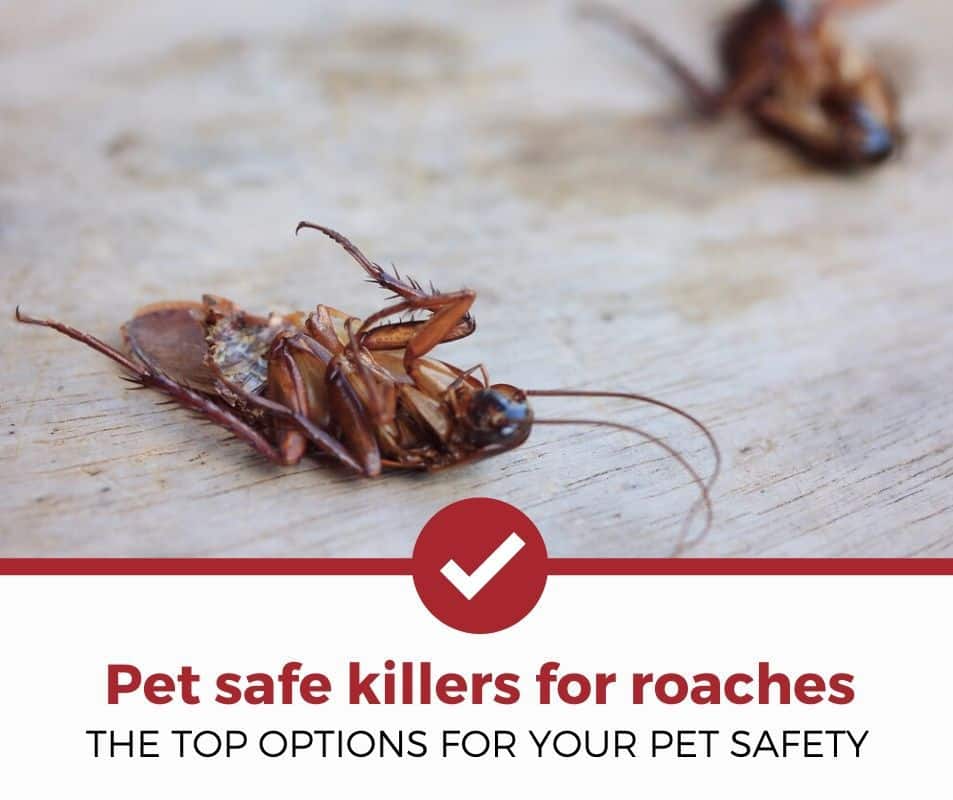 蟑螂最好的宠物安全杀手