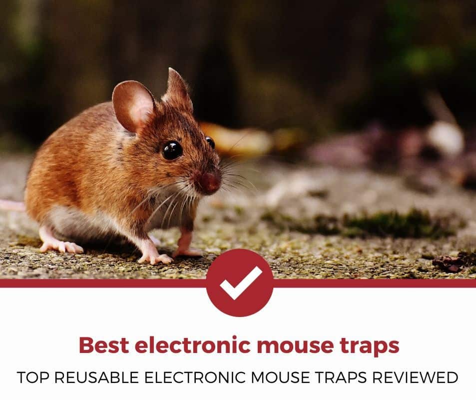 Best electronic mouse trap