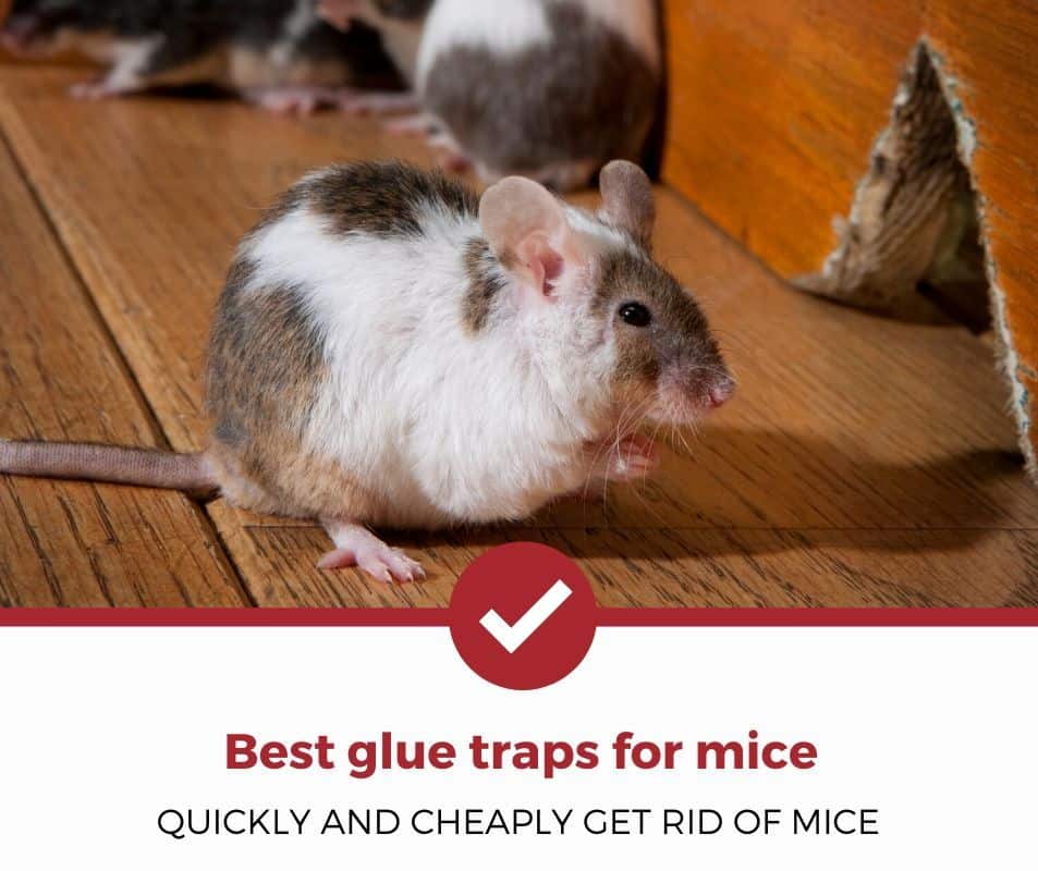 东德(Bes)t glue traps for mice