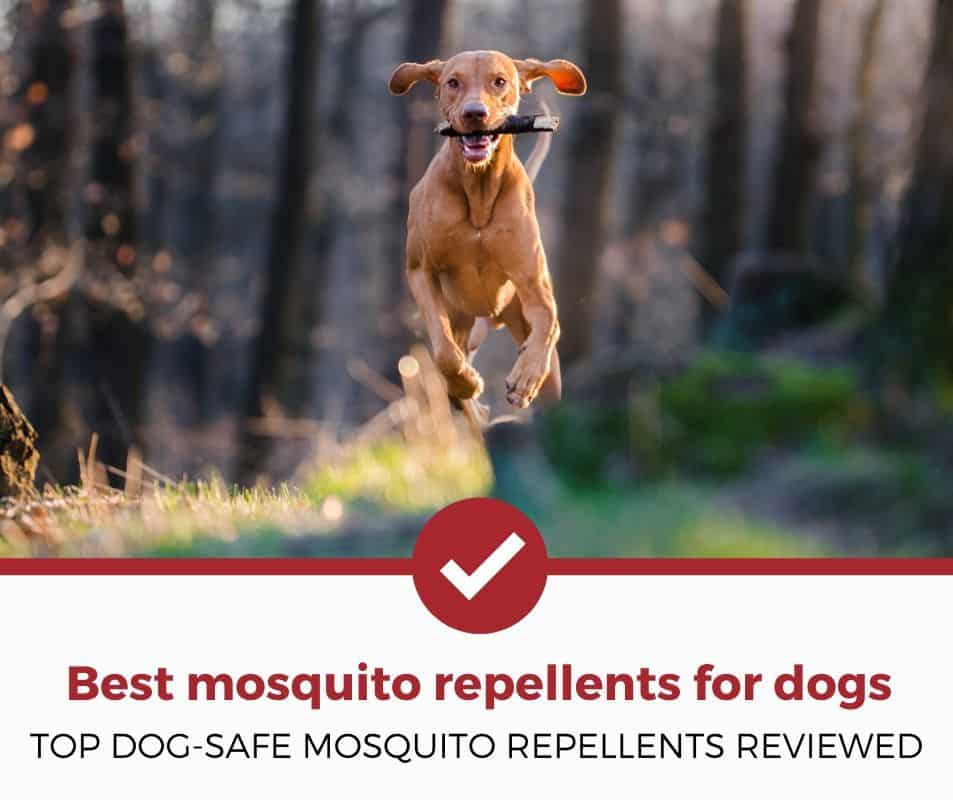 最安全的狗驱蚊剂!