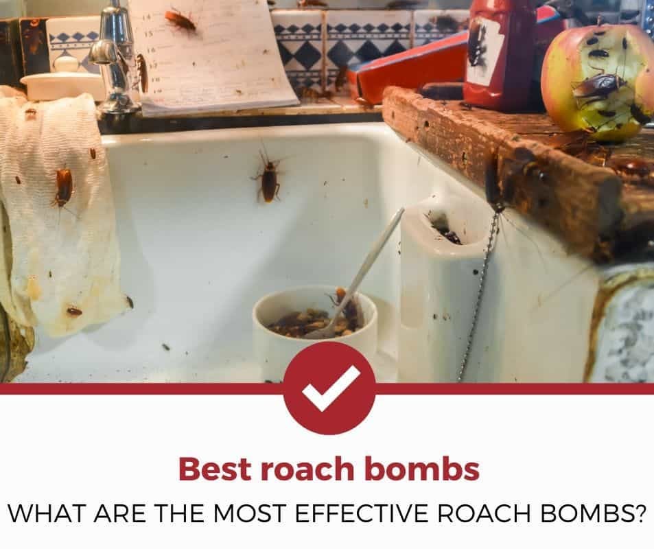 什么是最有效的蟑螂炸弹？