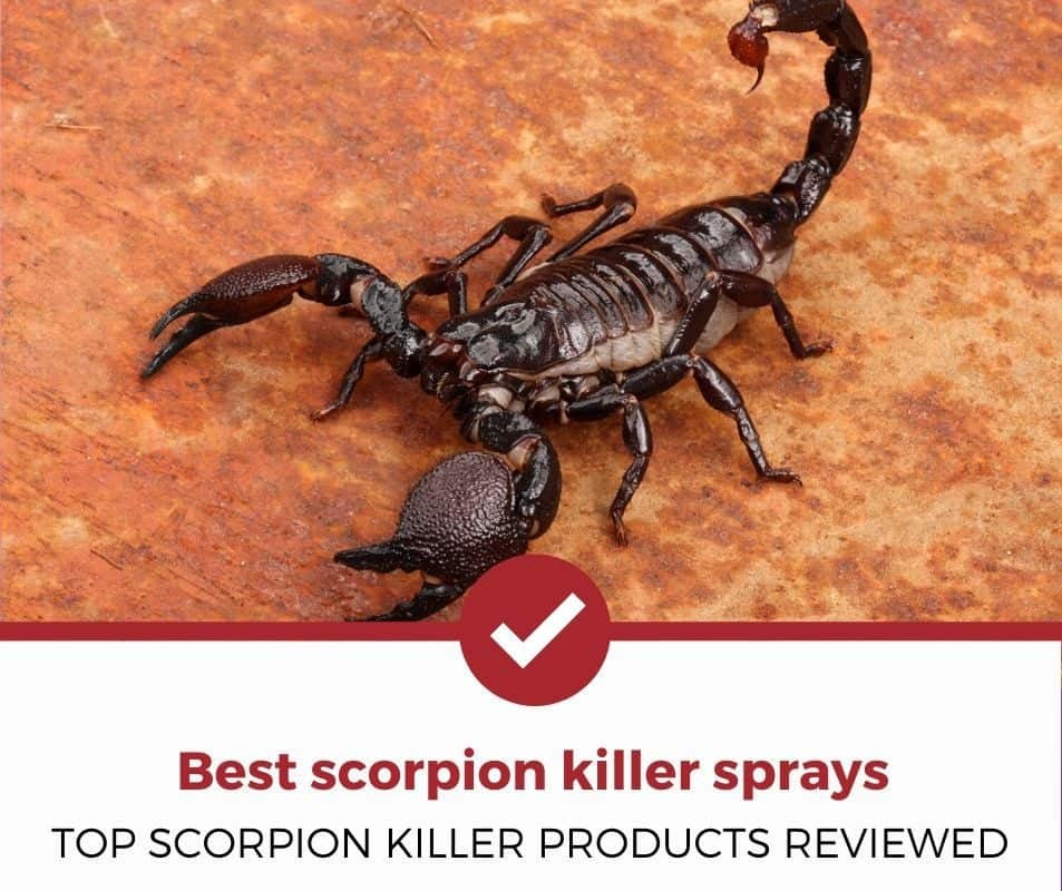 顶级scorpion-killing产品了!