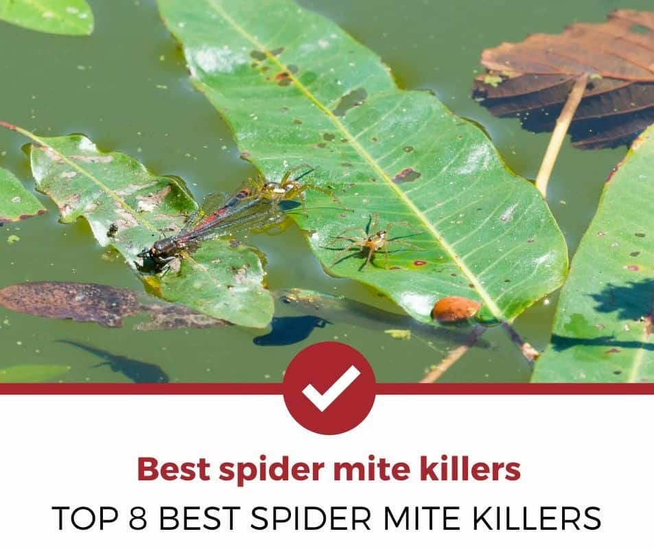 最好的spider mite killers
