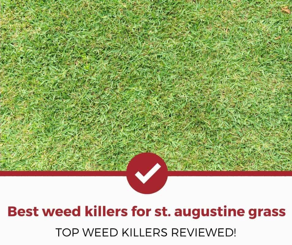 Best weed killers for st augustine grass