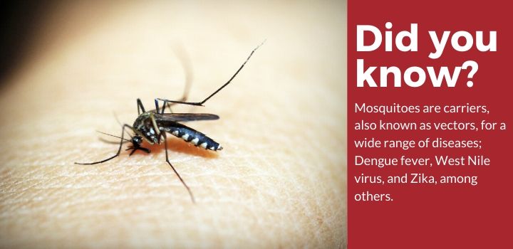 你知道蚊子是带菌者吗?