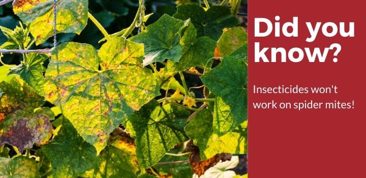 Did you know insecticides won't work on spider mites