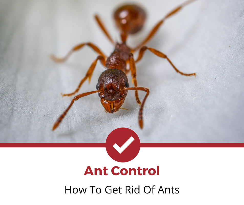 蚂蚁控制