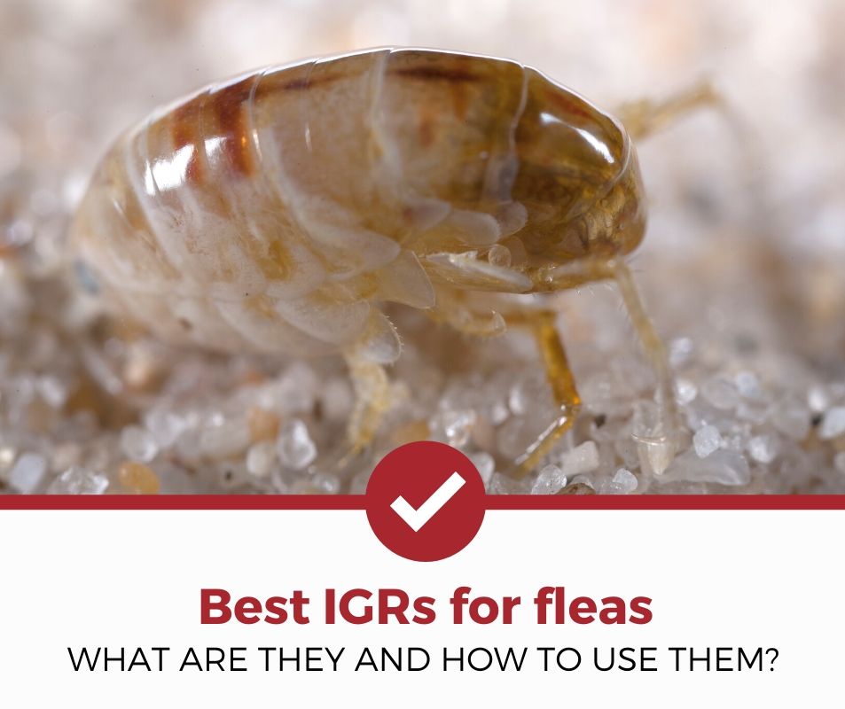best igr for fleas review