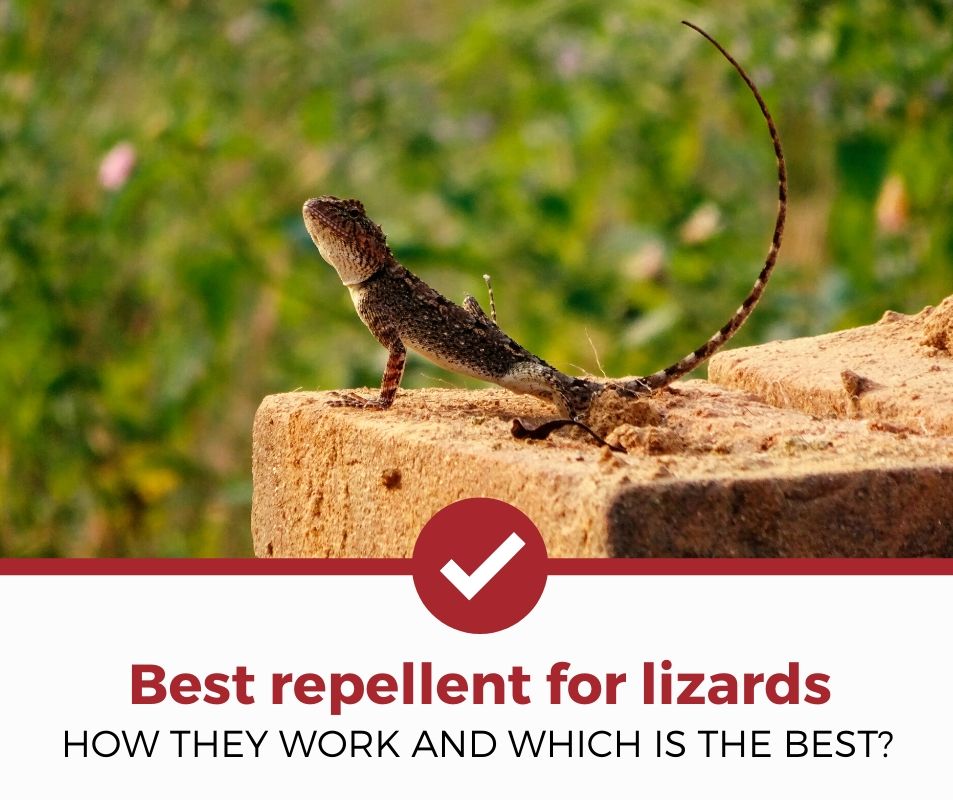 best lizard repellent review