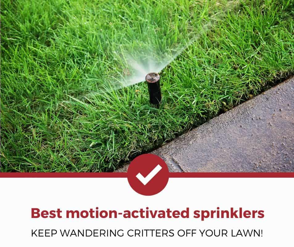 Best motion-activated sprinklers