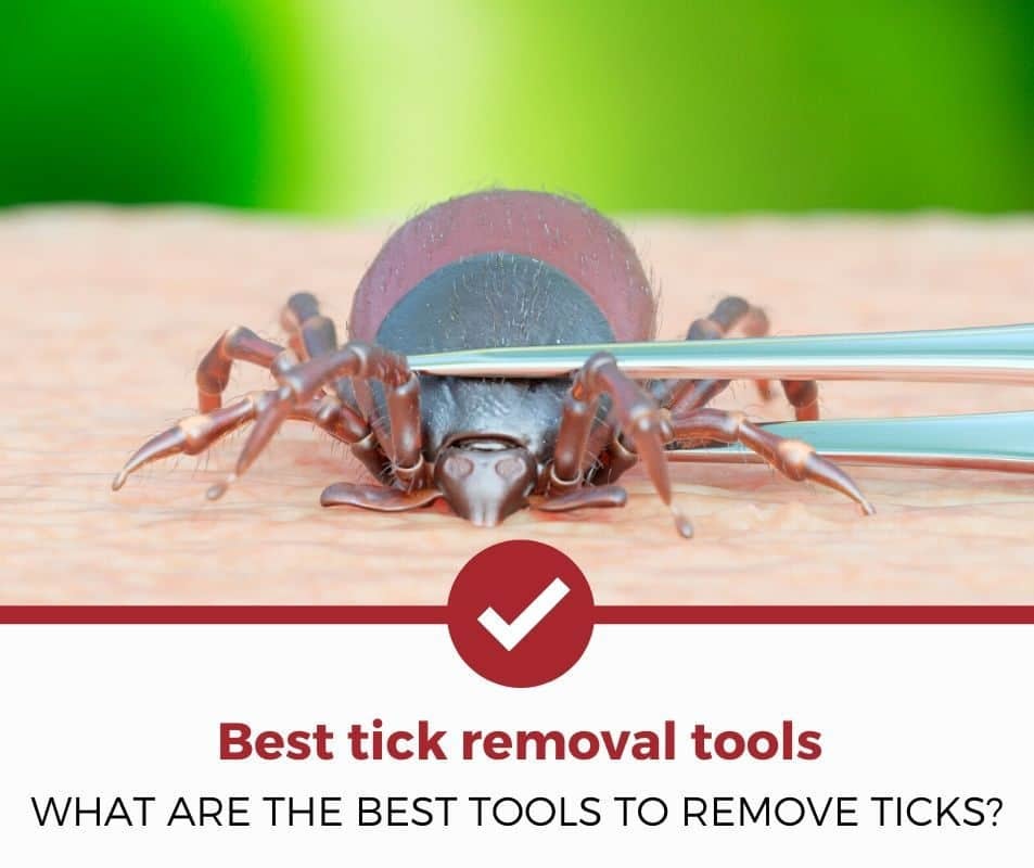 删除蜱虫的最佳工具是什么？