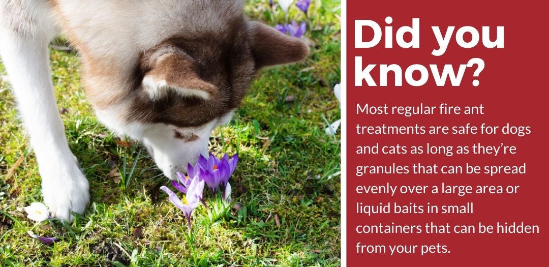 did you know best pet safe fire ant killer fact