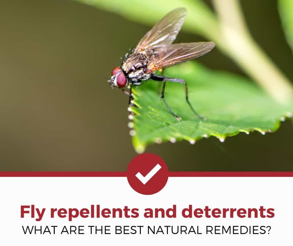 best fly repellents and deterrents