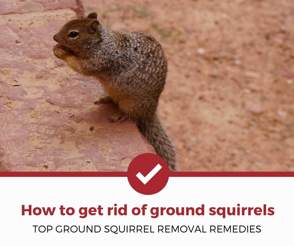 how to get rid of ground squirrels