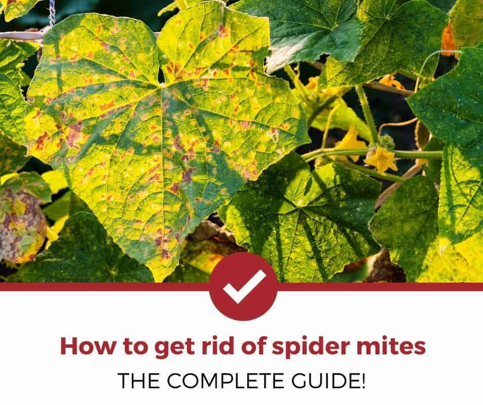 The complete guide for getting rid of spider mites!
