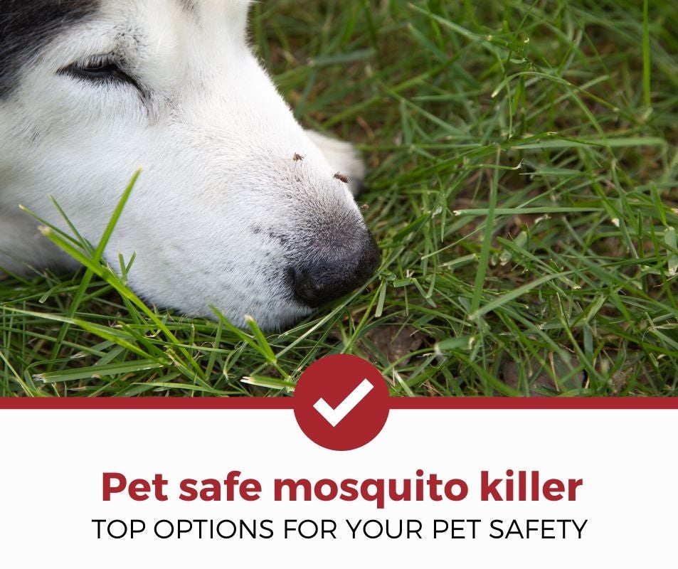 top best pet safe mosquito killer review