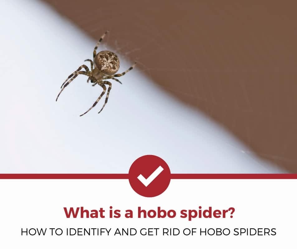what is a hobo spider?